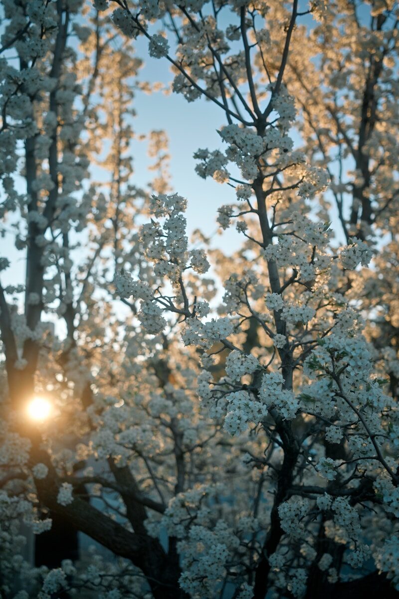 White blossoms on tree branches backlit by the low sun in spring.